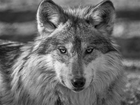Wildlife Advocates Urge Agencies To Let Roaming Wolf Asha Go Where