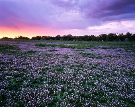 Purple Carpet Of Flowers Near Greeley Colorado May 2015 Flickr