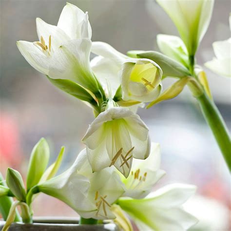 Simply browse an extensive selection of the best amaryllis bulbs and filter by best match or price to. 'Green Goddess' Amaryllis Bulb | Amaryllis bulbs ...