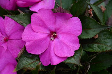 Sunpatiens Compact Purple New Guinea Impatiens Impatiens Sakimp037