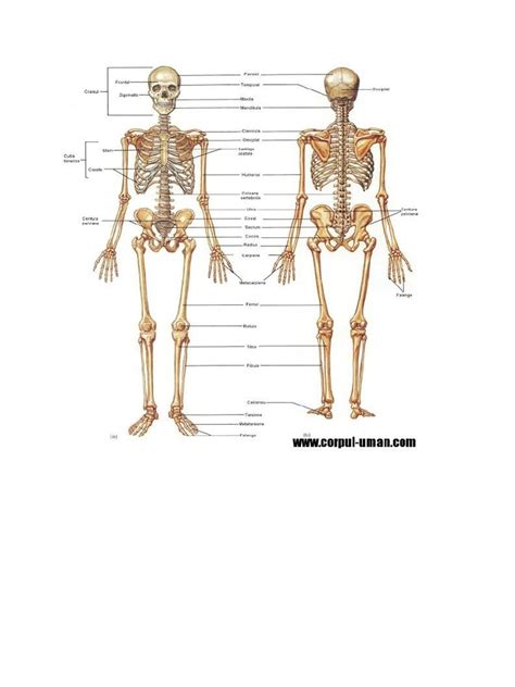 Scheletul Corpului Uman Pdf
