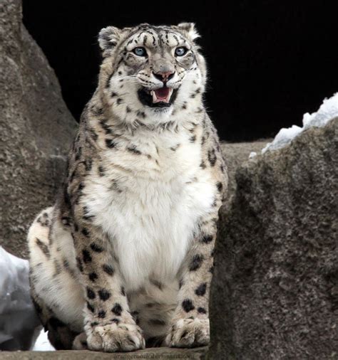 Snow Leopard V By Orangeroom On Deviantart