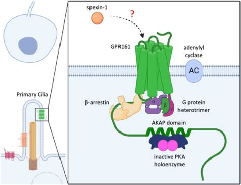 Primary Cilia A‐kinase Anchoring Proteins And Constitutive Activity At