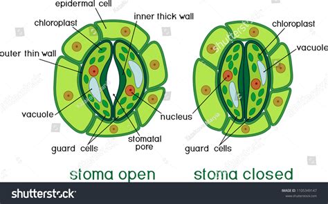 Structure Stomatal Complex Open Closed Stoma Stock Vector Royalty Free