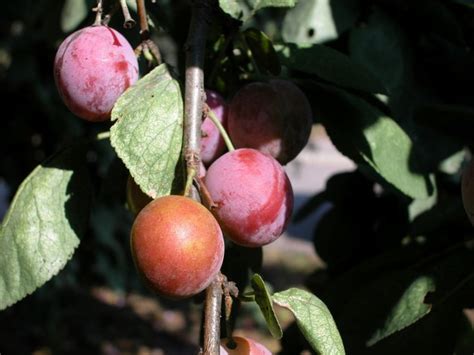 Because it is the rainy season and mango plants will grow speedily. Fruit Trees That Grow Well in Minnesota | Hunker