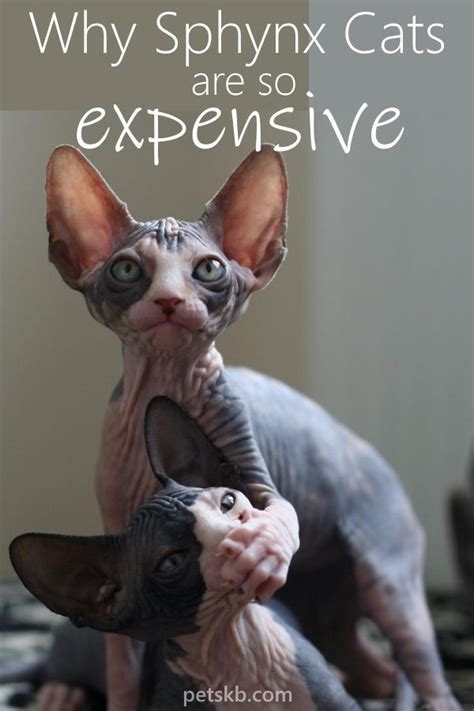She was the most affectionate cat i've ever known. Baby Hairless Cat For Sale Near Me