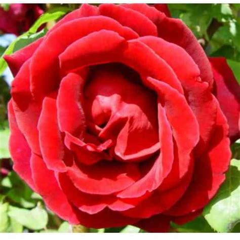 The smell of bougainvillea, which produces flowers all year round and supplies the wreaths, is in the air. Types of roses - Learn about the different roses available ...