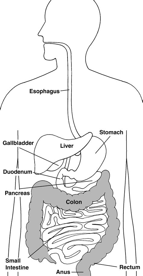 Digestive System With Labels Focusing On The Colon Rectum And Anus
