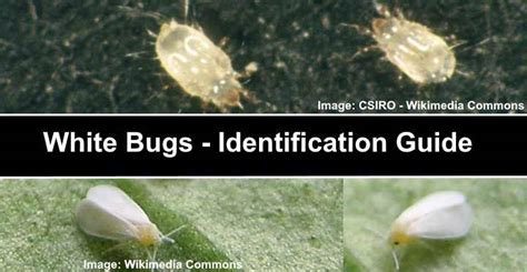 Types Of White Bugs Including Tiny Bugs Pictures And Identification