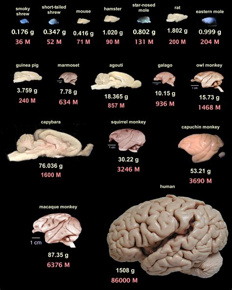 Galileo Feynman Comparative Brain Anatomy In Different Animals Some