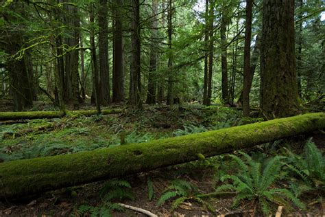 Oldgrowth Canadian Rainforest Stock 2 By Leeorr Stock On Deviantart