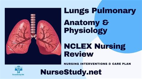 Respiratory System Anatomy And Physiology Nursestudynet