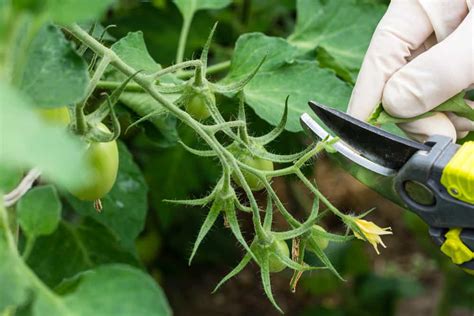 How To Plant Tomatoes Complete Growing Guides
