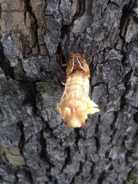17 Year Cicada Magicicada Stock Image Image Of Garden Wildlife