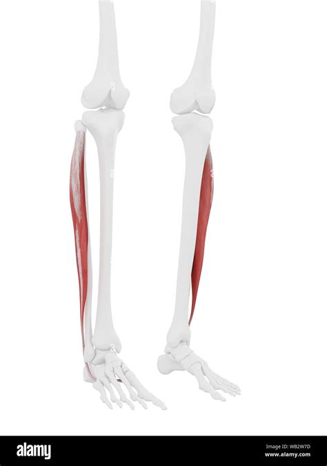 Músculo Peroneo Longus Equipo De Ilustración Fotografía De Stock Alamy