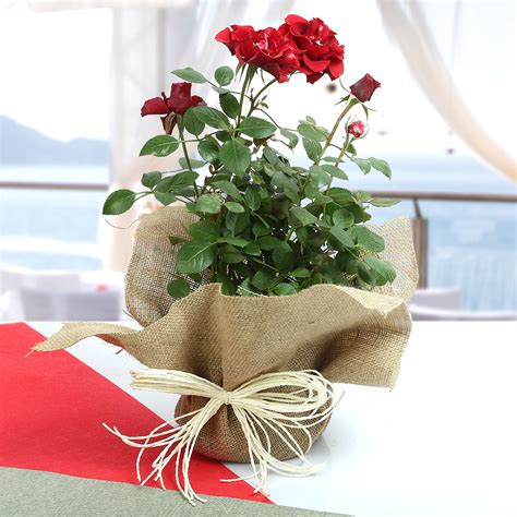 Maybe you would like to learn more about one of these? Online Beautiful Potted Rose Plant Gift Delivery in ...