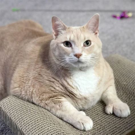 Outside of the thyroid, if cats have a hormonal imbalance and an increased. 33-Pound Cat On A Weight Loss Journey (20 pics)