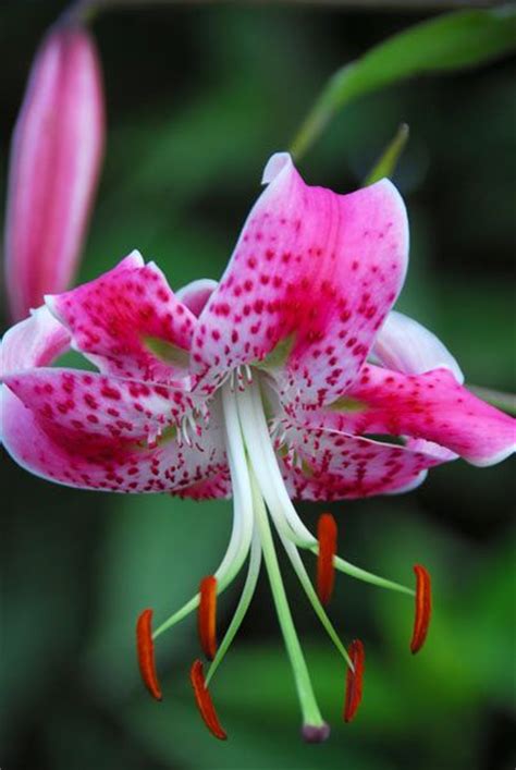 Lilium Speciosum Var Rubrum Lily Bulbs Calla Lily Flowers My Flower
