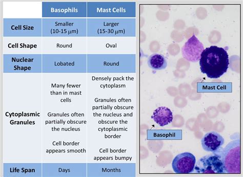 Basophilic Cells