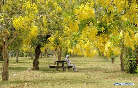 Scenery Of Golden Rain Trees In Islamabad Pakistan Xinhua English