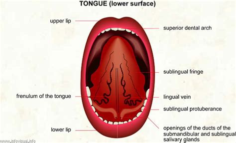 Tongue Visual Dictionary Didactalia Material Educativo