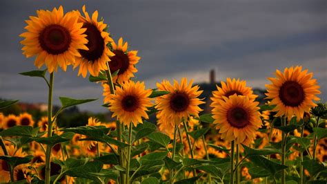Sunflowers Wallpapers And Backgrounds 4k Hd Dual Screen