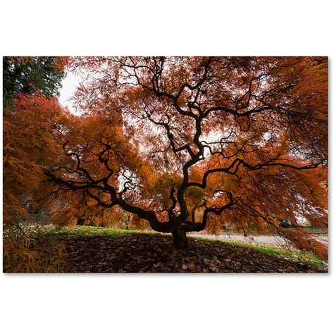 Trademark Fine Art Autumn Japanese Maple Tree Canvas Art By Kurt