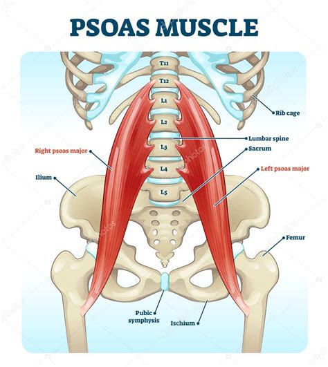 Maybe you would like to learn more about one of these? Anatomy Between Hip Lower Ribcage In Back / During spinal ...