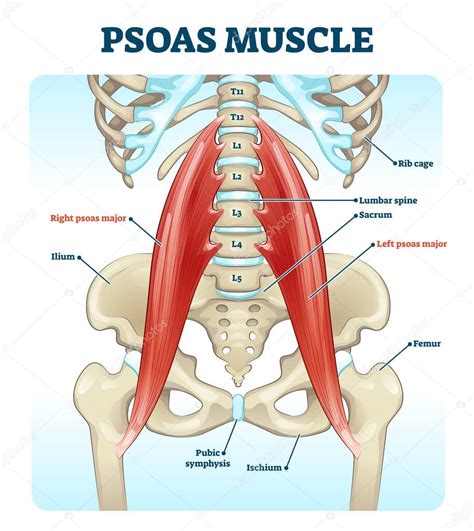 Region of rib between the head and. Anatomy Between Hip Lower Ribcage In Back / During spinal ...