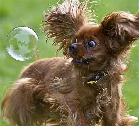 20 Dogs Totally Freaking Out Over Bubbles Barkpost