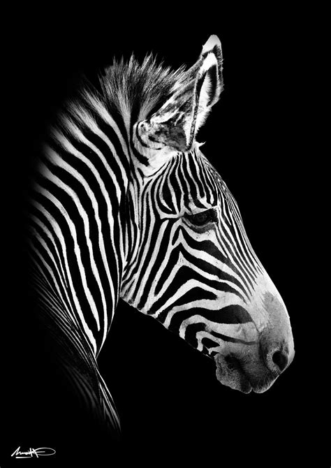 Zebra Black And White Zebra Black And White Black