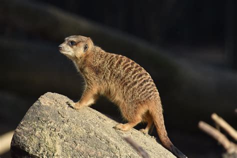 Free Images Meerkat Nature Mammal Curious Vigilant 6000x4000