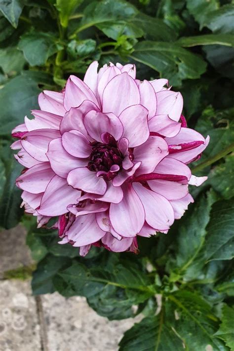 How To Care For Your Dahlias In Winter The Middle Sized