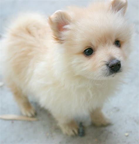 Chubby puppies & friends are stumbling, fumbling, tumbling cuteness you'll fall for! Puppieee | Cute pomeranian, Pomeranian puppy, Cute baby animals