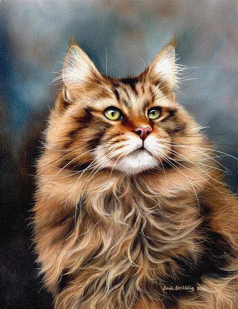 Maine Coon Painting By Sarah Stribbling Pixels