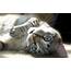 Cat Eyes Cute  HD Desktop Wallpapers 4k