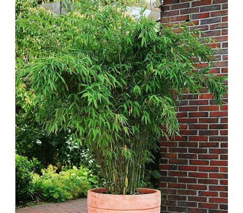 Als mitglieder der weltbild familie bietet gartenspezialist gärtner pötschke alles rund um die themen garten, pflanzen und saatgut. Pin auf Garten