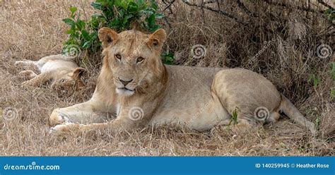 Two Lions Laying In The Grasslands On The Masai Mara Kenya Africa