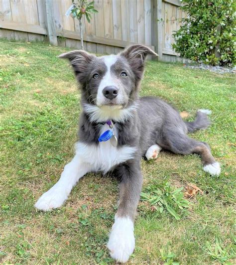 Border Collie Colors All Coat Colors Explained With Pictures