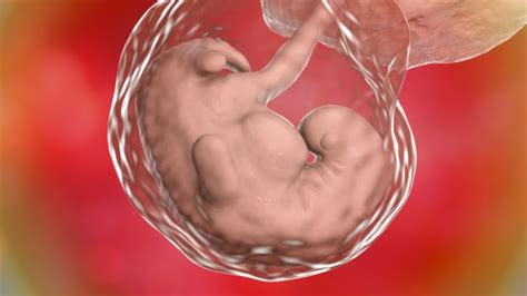 Menakjubkan Ini 9 Foto Perkembangan Bayi Dalam Rahim Ibu