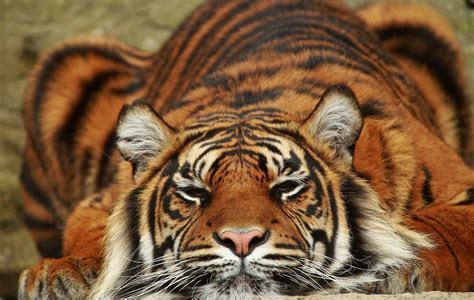 Wild Tigers Photo Sharİng Sİte