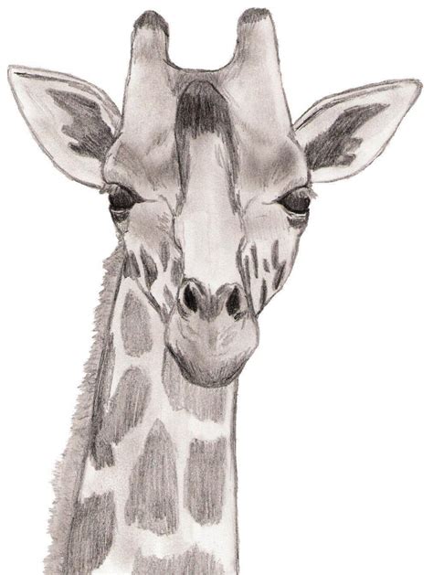 Giraffe Pencil Drawing At Getdrawings Free Download