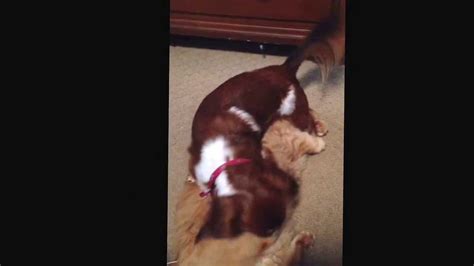 Wiener Dog Humps Cat Youtube