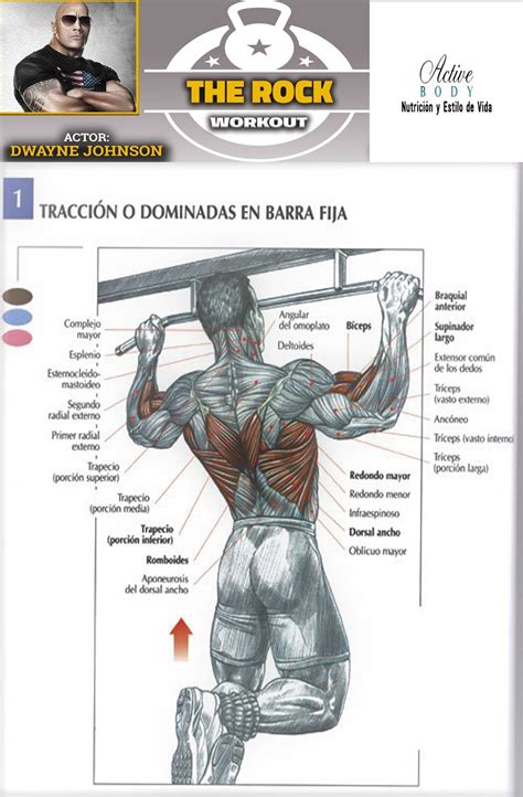 Los mejores ejercicios para el desarrollo de los músculos de la espalda Active Body