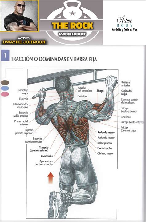 Los Mejores Ejercicios Para El Desarrollo De Los Músculos De La Espalda