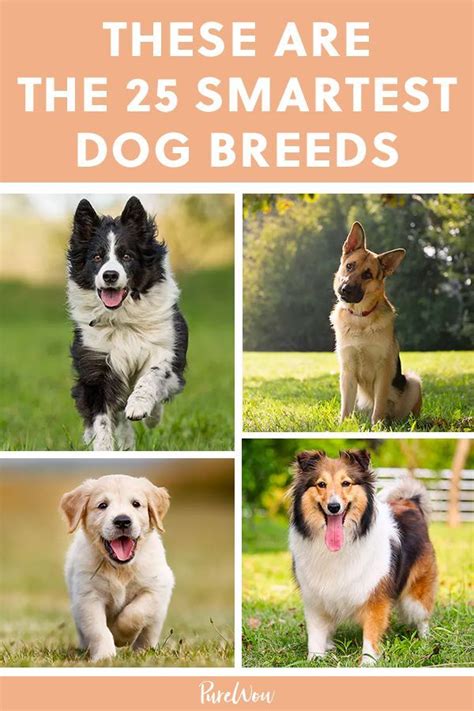 These Are The 25 Smartest Dog Breeds According To Science Smartest