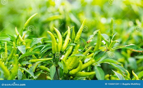 Green Chili Peppers Plant In Vegetable Garden Stock Image Image Of