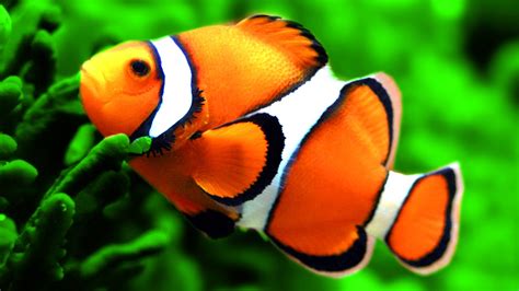 Iain arrant 2 years ago. Ikan Giru / Nemo (Amphiprion percula) - Biota Dunia Perairan