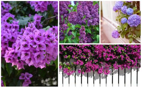 8 Beautiful Purple Flowering Shrubs Garden Lovers Club