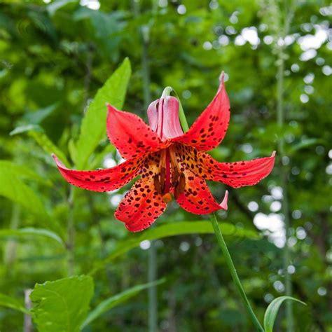 Maybe you would like to learn more about one of these? List of 50+ Different Types of Lilies With Pictures